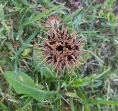 Liquidambar styraciflua
