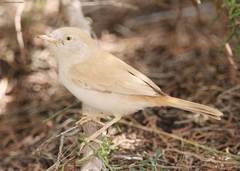 Curruca deserti