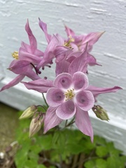 Aquilegia vulgaris