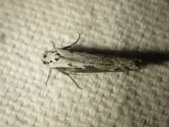 Ethmia discostrigella