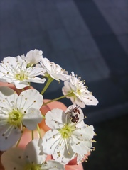 Coleoptera