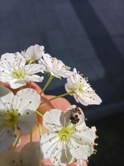 Coleoptera