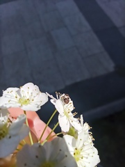 Coleoptera