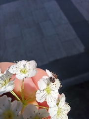 Coleoptera