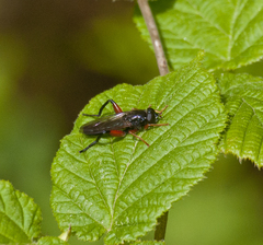 Chalcosyrphus valgus