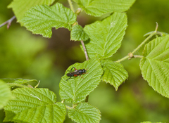 Chalcosyrphus valgus