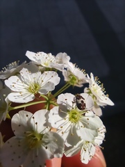 Coleoptera