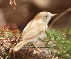 Curruca deserti