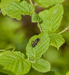 Chalcosyrphus valgus