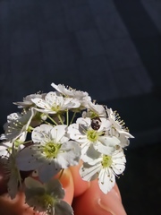 Coleoptera