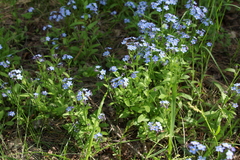 Myosotis sylvatica