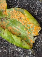 Puccinia commutata
