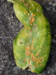 Puccinia commutata