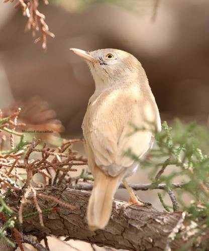 African Desert Warbler (Curruca deserti), photo 10