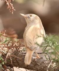 Curruca deserti
