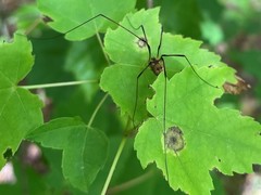 Leiobunum nigropalpi