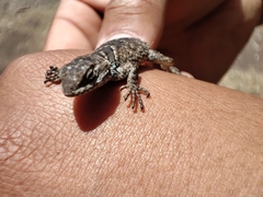 Sceloporus mucronatus