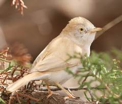 Curruca deserti