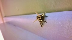 Podalia intermaculata