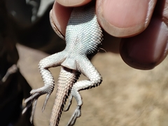 Sceloporus mucronatus