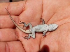 Sceloporus mucronatus