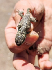 Sceloporus mucronatus
