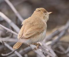 Curruca deserti