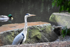 Ardea cinerea