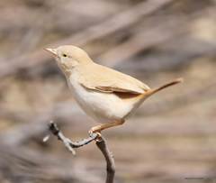 Curruca deserti