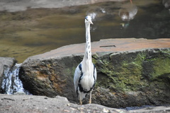 Ardea cinerea