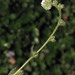 Plagiobothrys collinus - Photo Anthony Valois and the National Park Service, sin restricciones conocidas de derechos (dominio público)