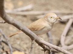 Curruca deserti