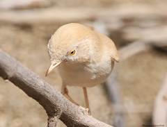 Curruca deserti