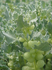 Atriplex holocarpa