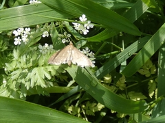 Anania fuscalis
