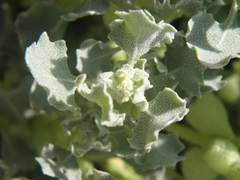 Atriplex holocarpa