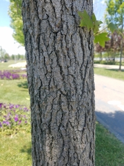 Liquidambar styraciflua