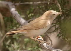 Curruca deserti