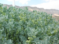 Atriplex holocarpa