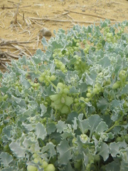Atriplex holocarpa
