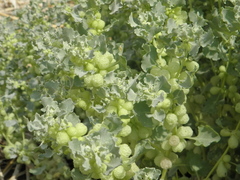 Atriplex holocarpa