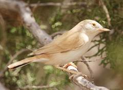 Curruca deserti
