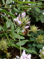Eucera gracilipes