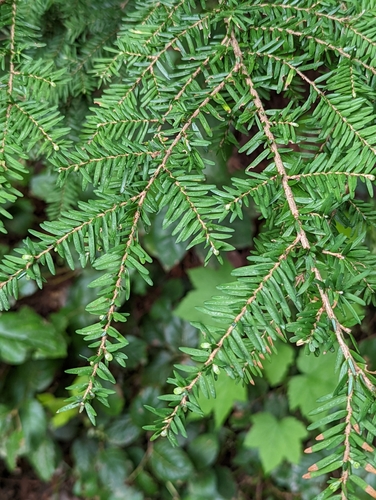 western hemlock (Tsuga heterophylla)
