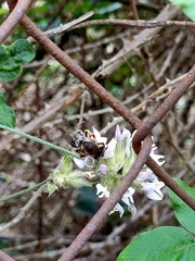 Eucera gracilipes