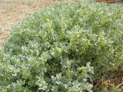 Atriplex holocarpa