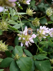Eucera gracilipes