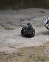 Anas platyrhynchos domesticus