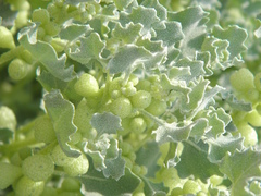 Atriplex holocarpa