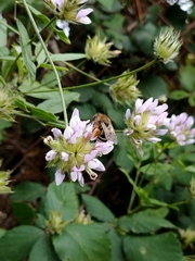 Eucera gracilipes